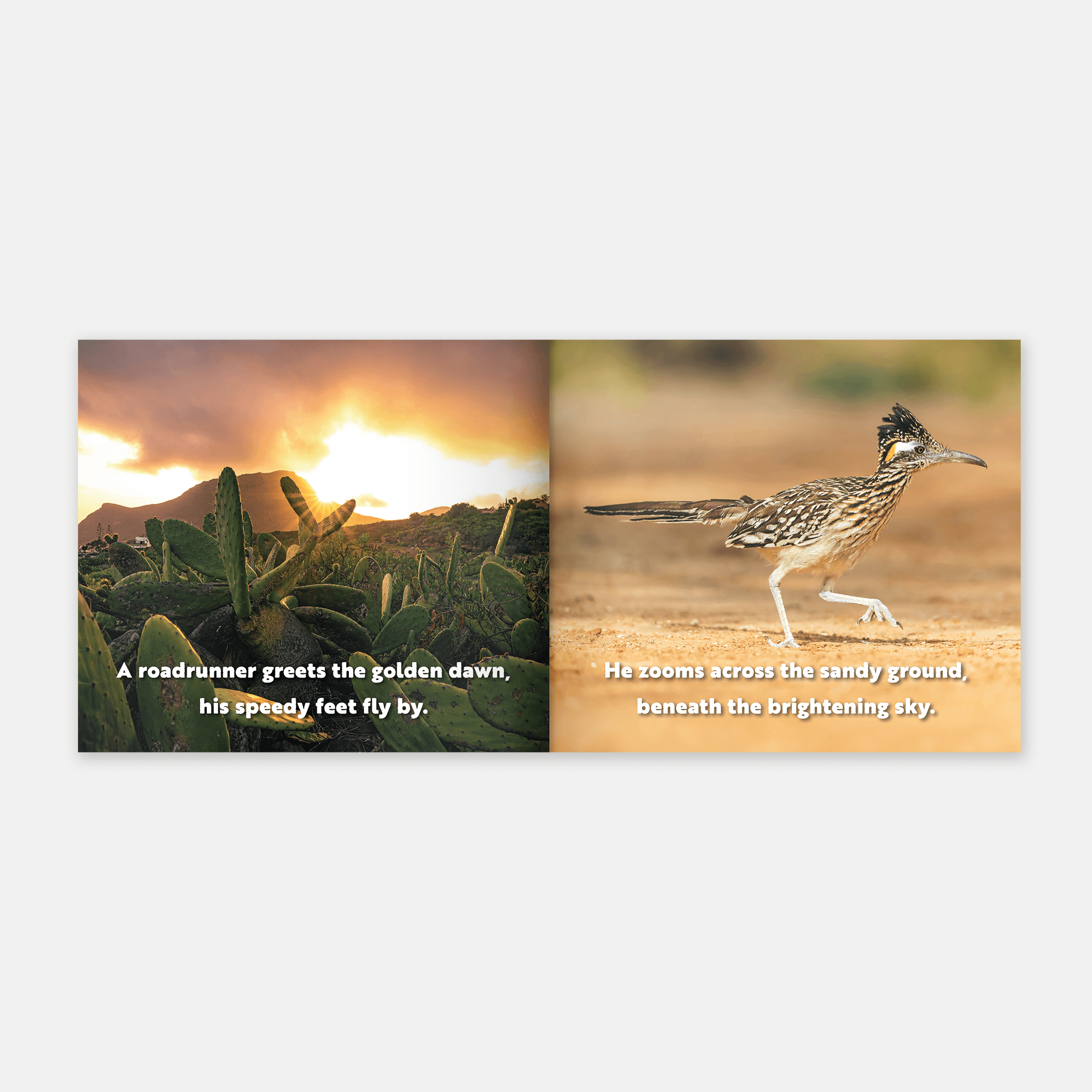 Animal Adventures: Day in the Desert