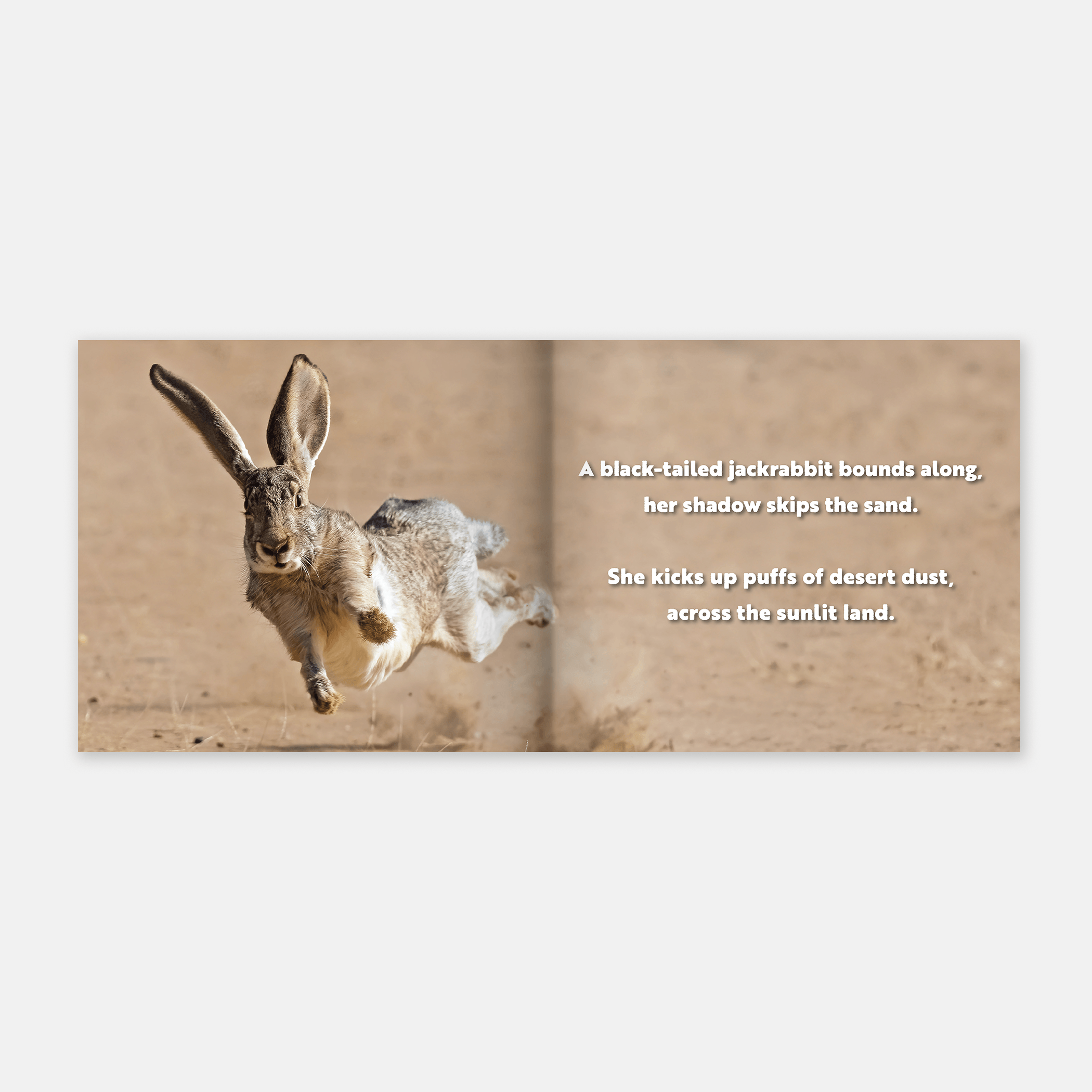 Animal Adventures: Day in the Desert