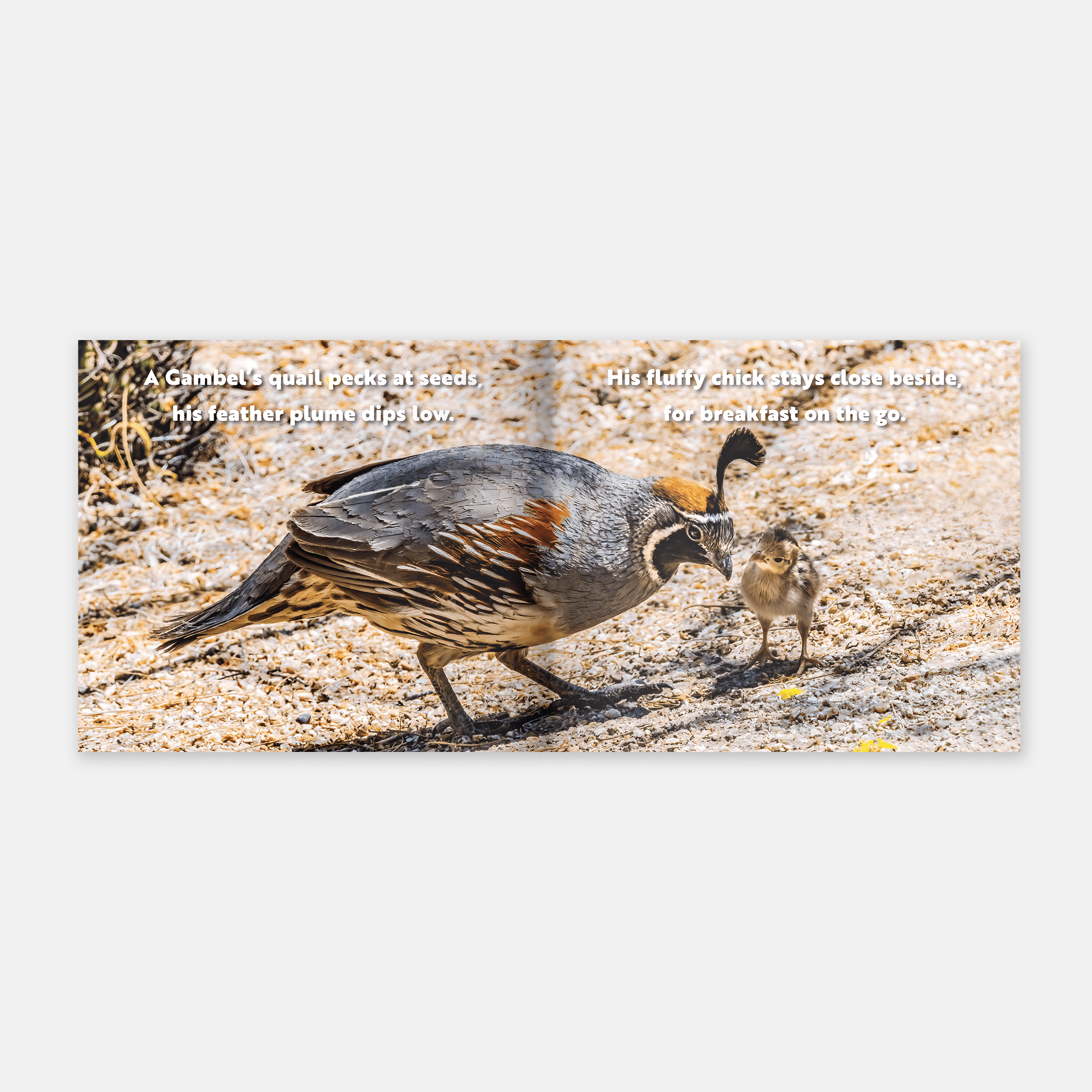 Animal Adventures: Day in the Desert