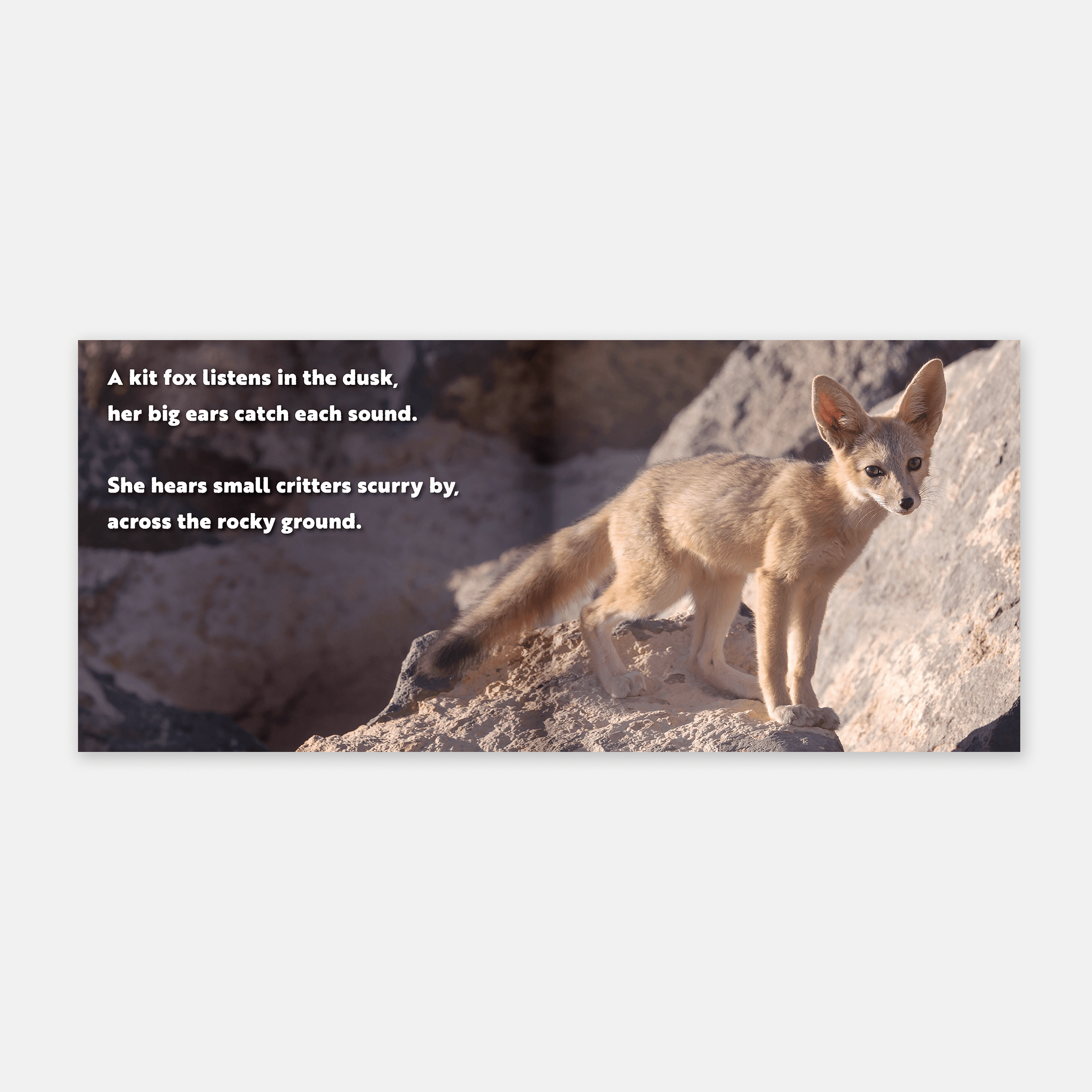 Animal Adventures: Day in the Desert