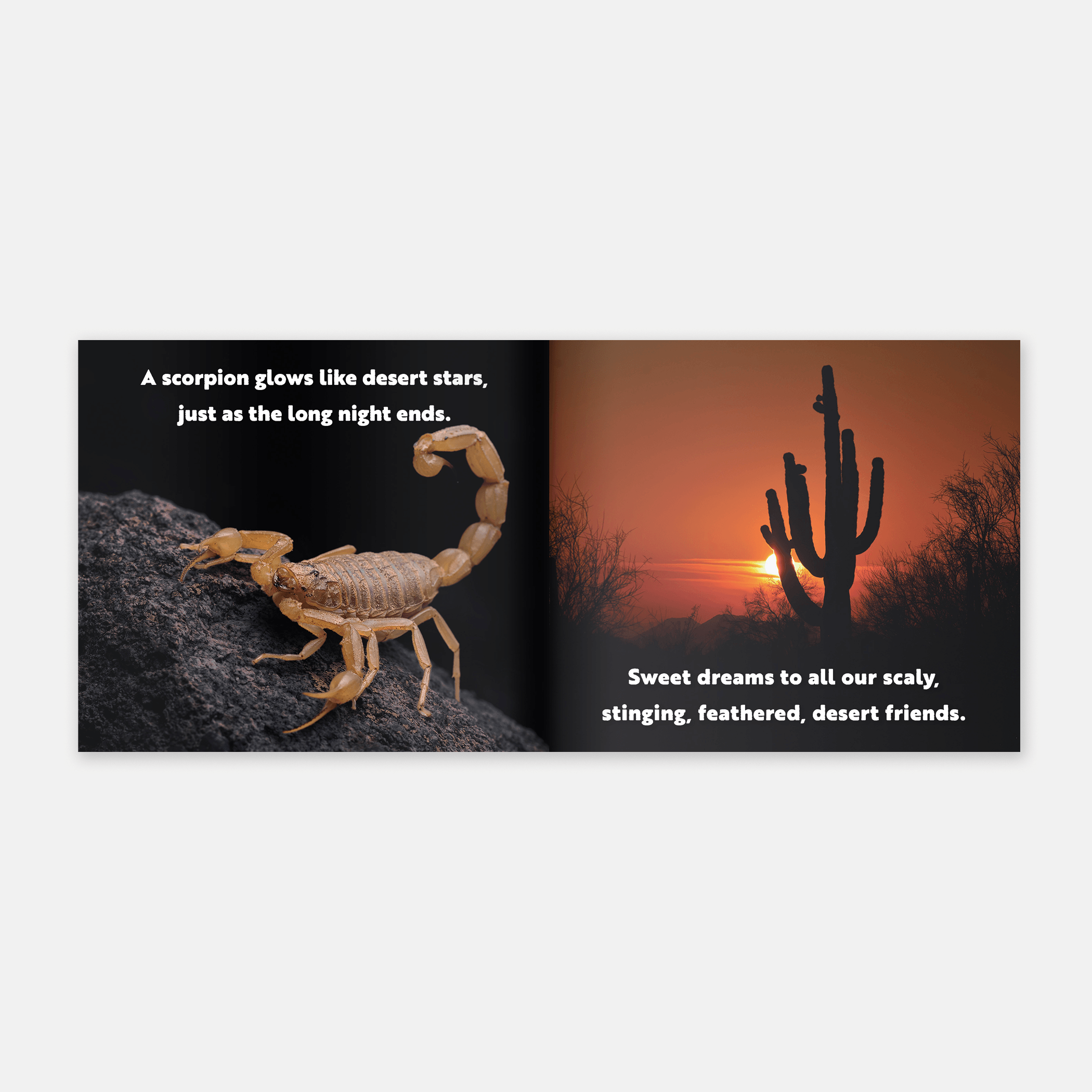 Animal Adventures: Day in the Desert