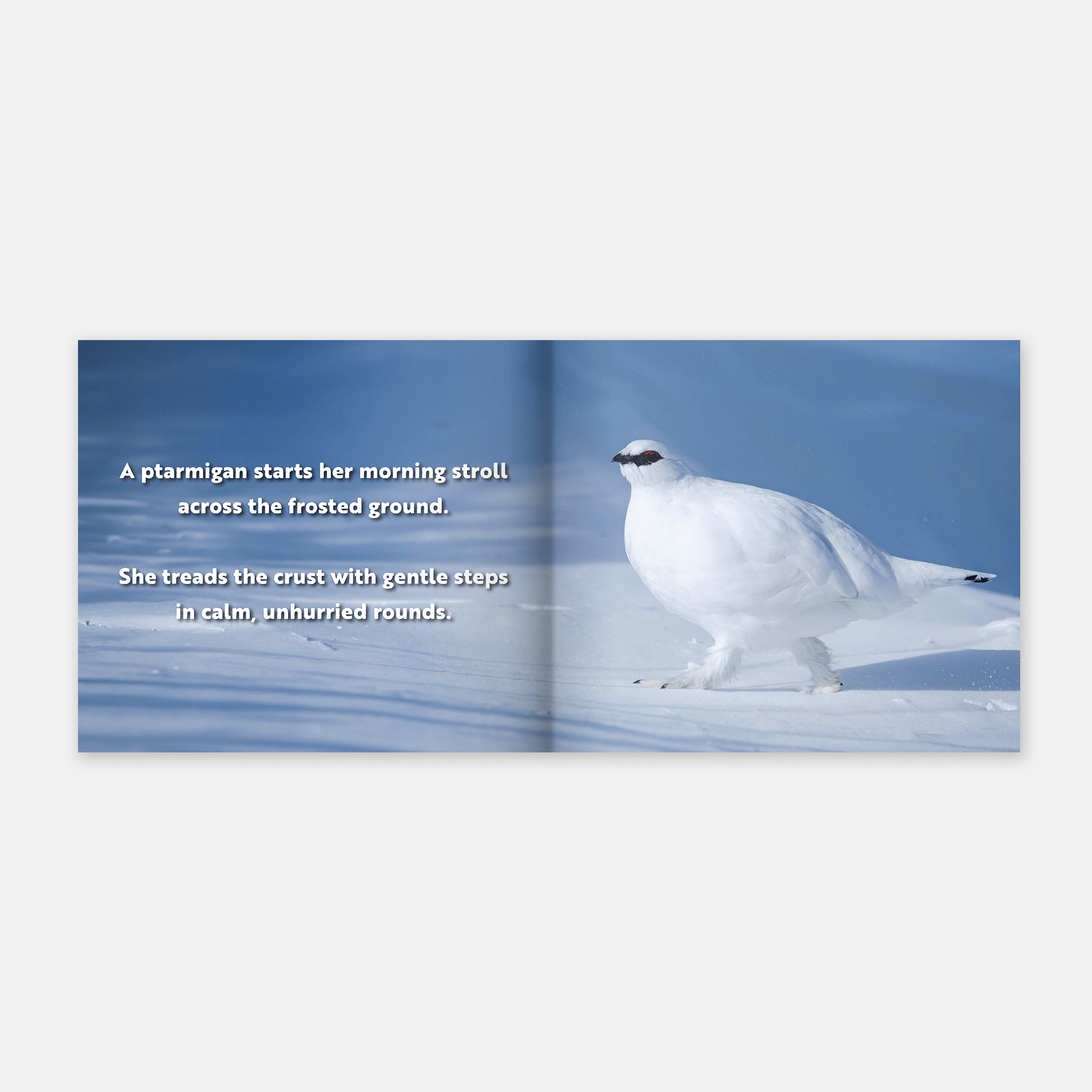 Animal Adventures: Day in the Snow