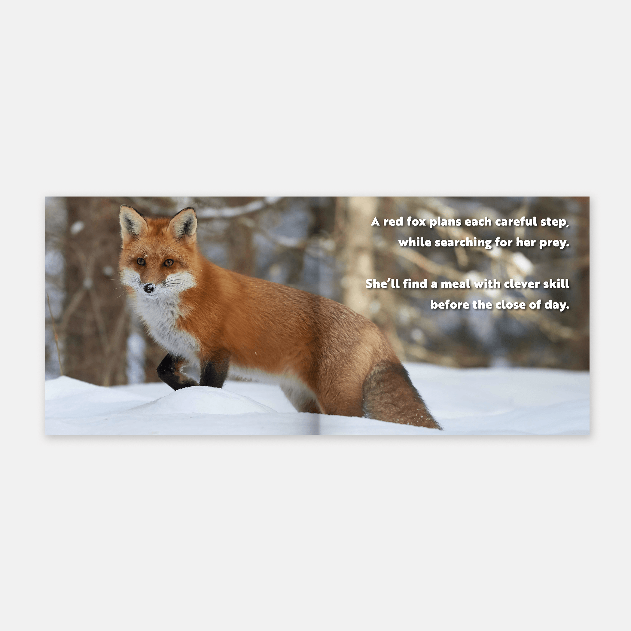 Animal Adventures: Day in the Snow