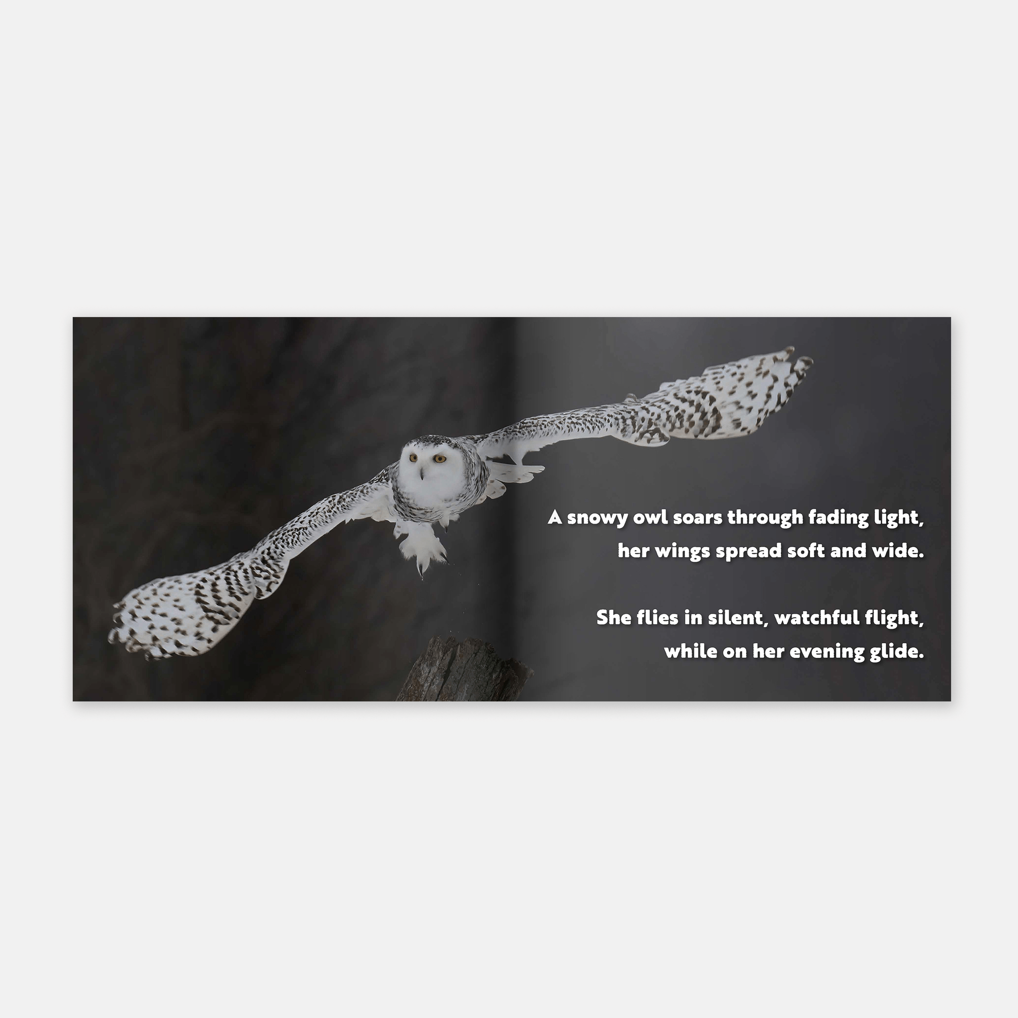 Animal Adventures: Day in the Snow