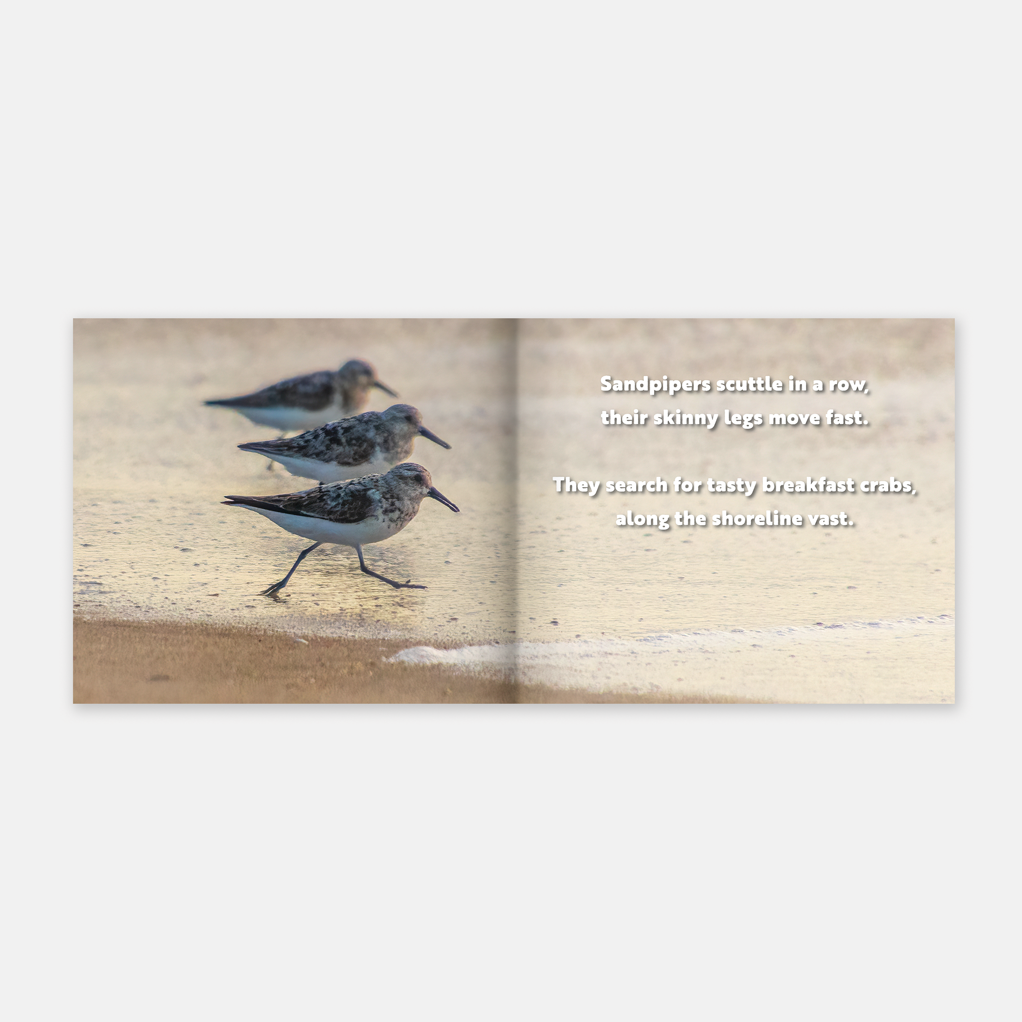 Animal Adventures: Day in the Bay