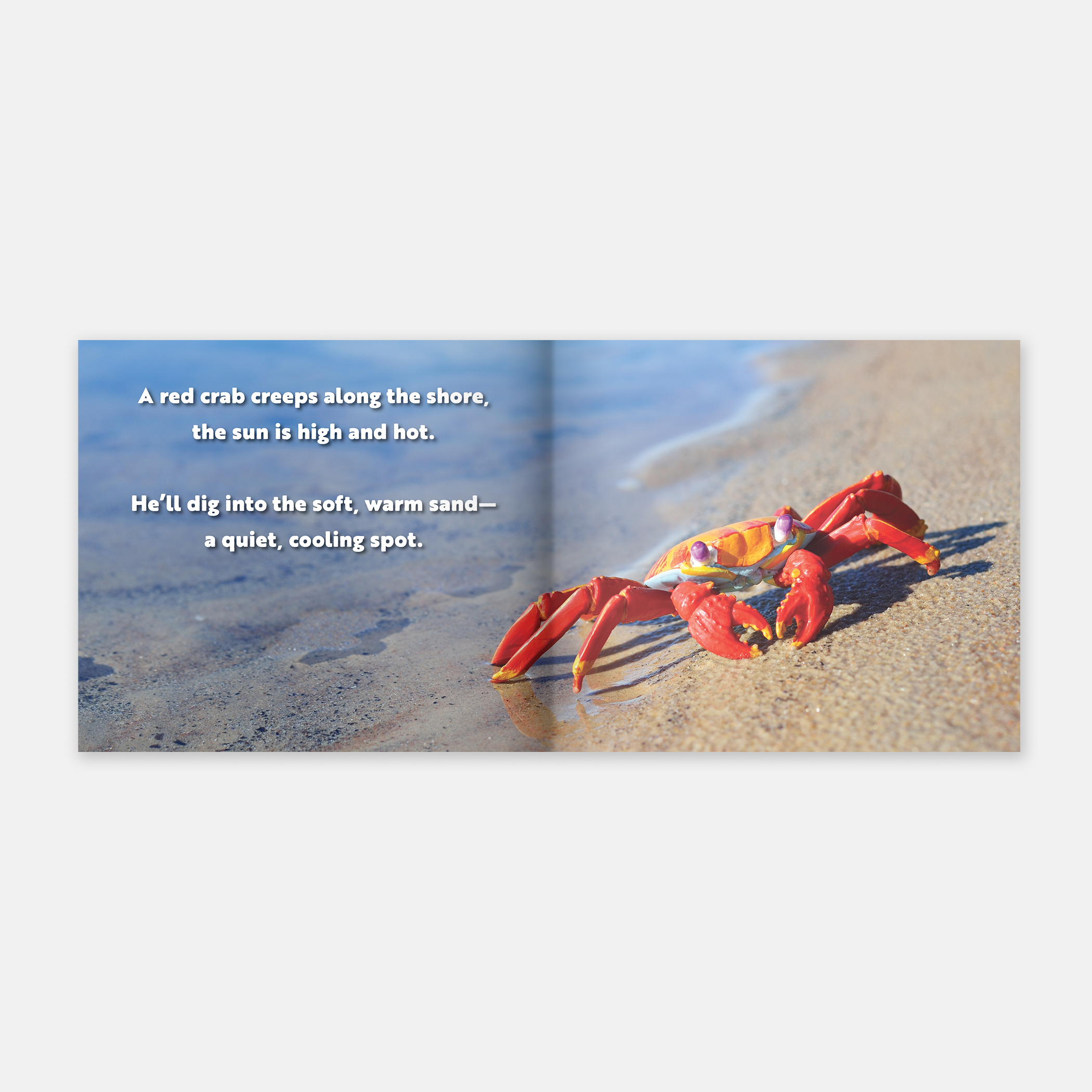 Animal Adventures: Day in the Bay