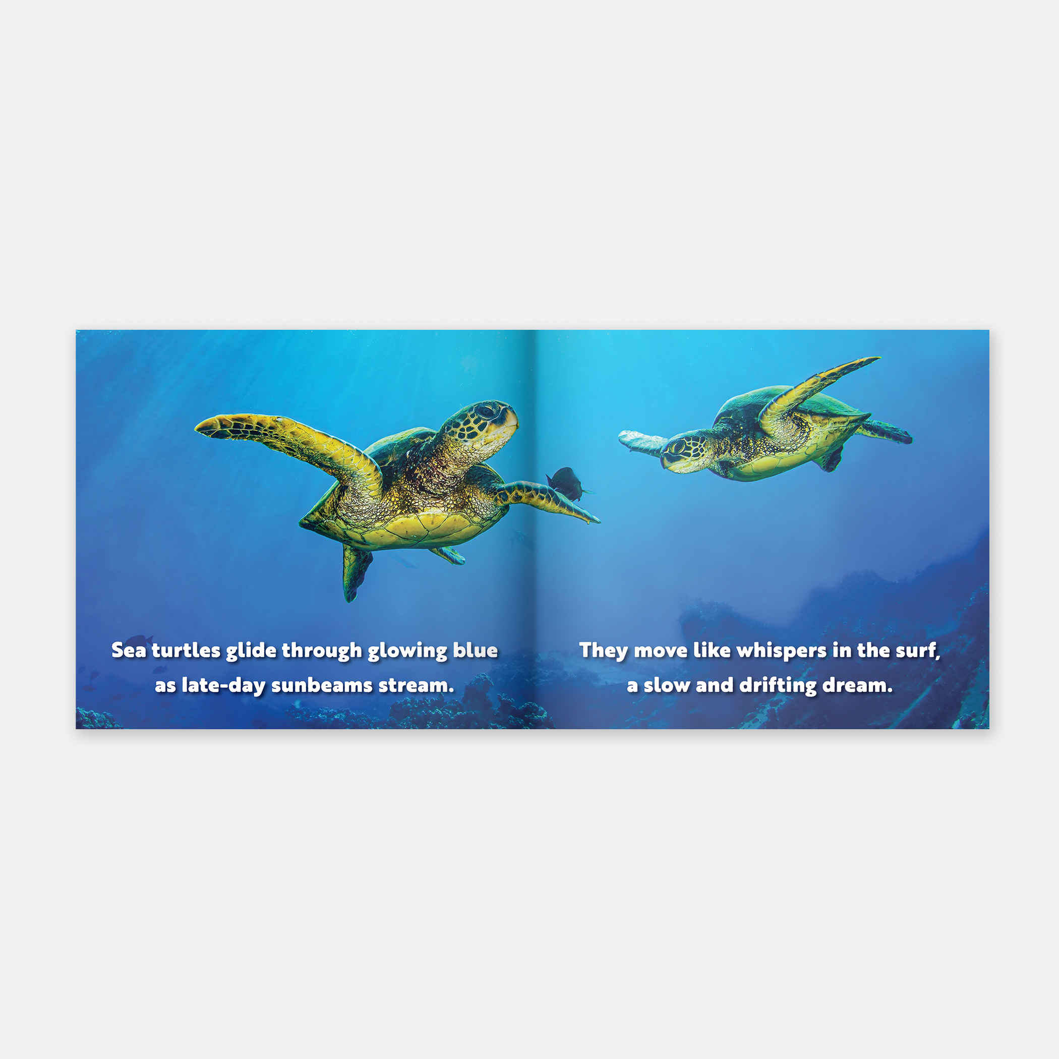 Animal Adventures: Day in the Bay