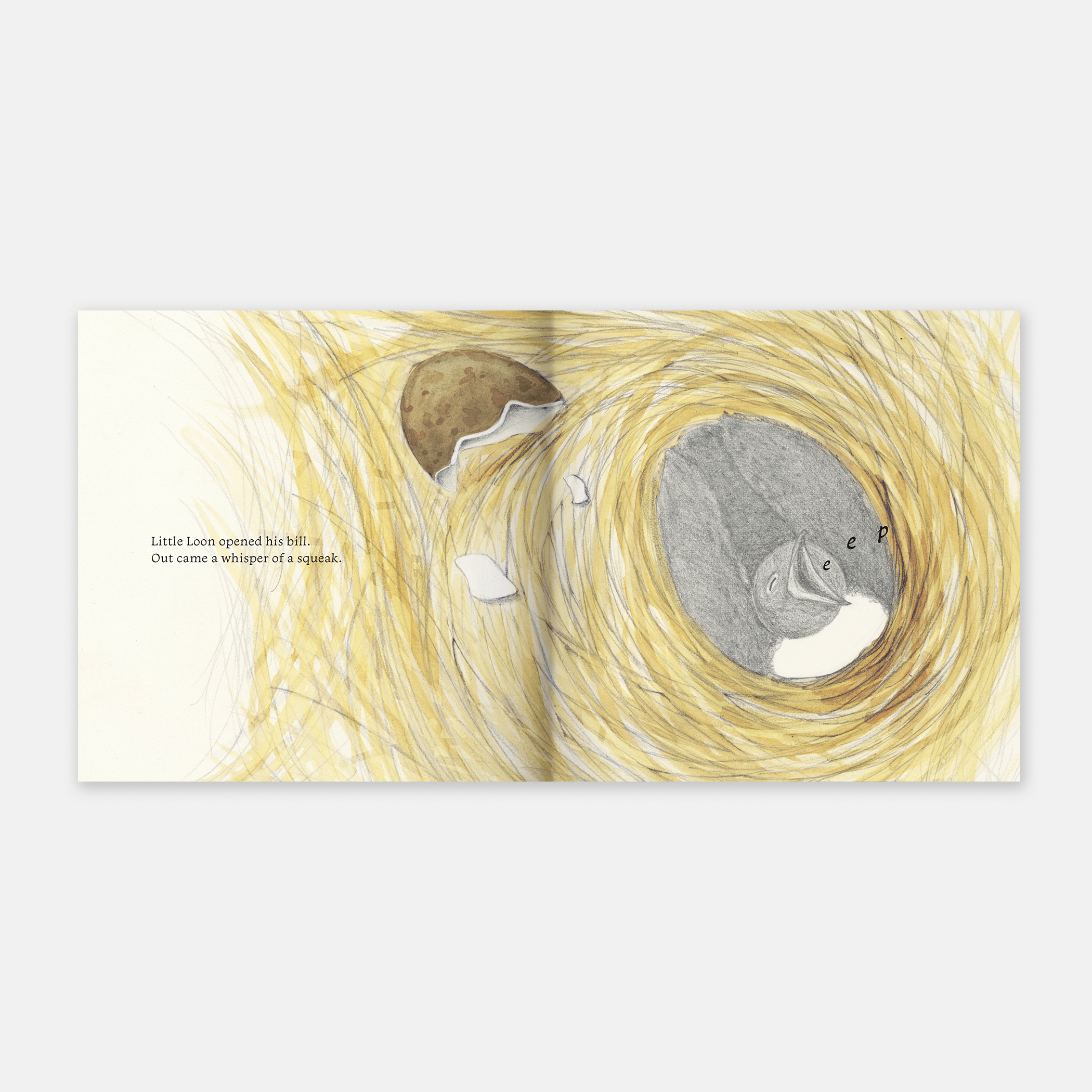 Little Loon Finds His Voice (Board Book)